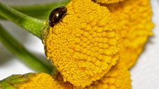 Glattkäfer (Olibrus millefolii)_1.jpg